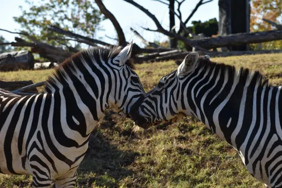 كازينو ستيكي وايلدز الدعم